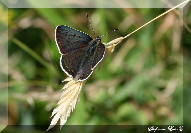 Lycaena tityrus